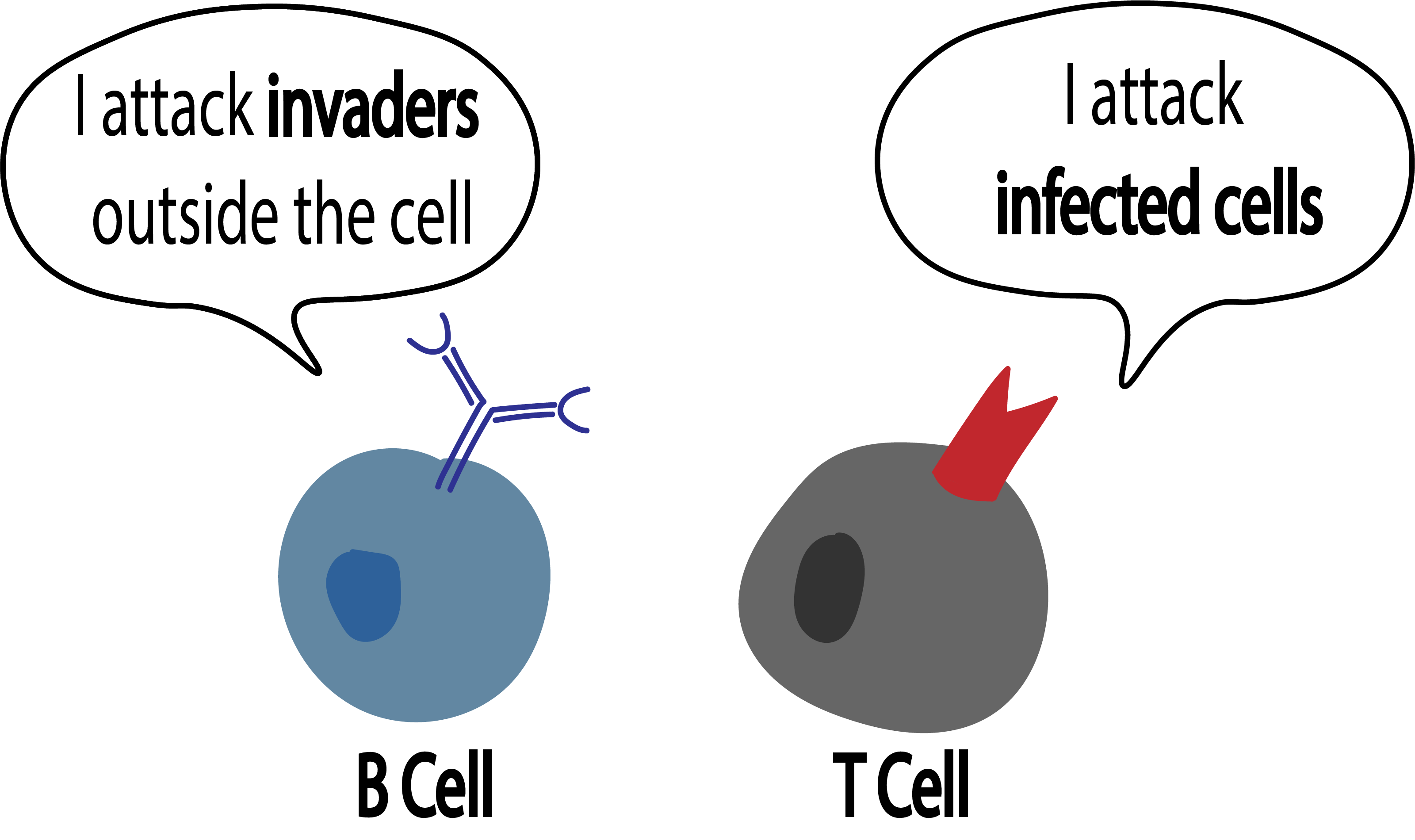 tcell vs bcell